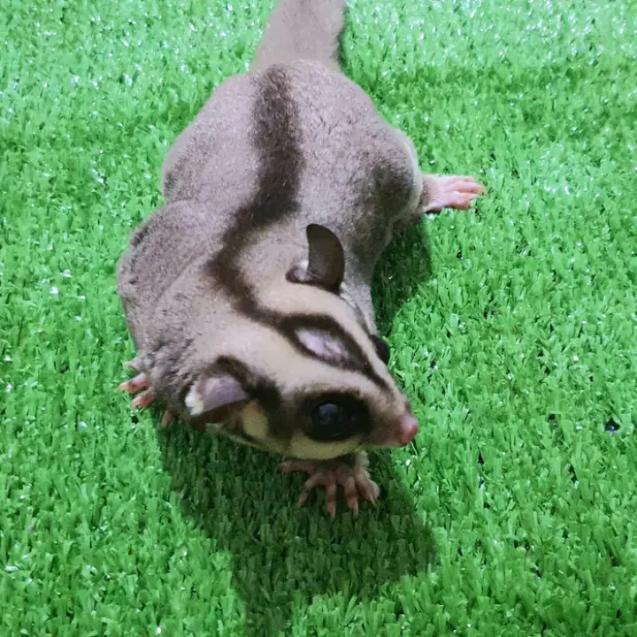 ✓👍 BISA COD) ALAS KANDANG 50 x 15 cm rumput alas kandang kelinci 