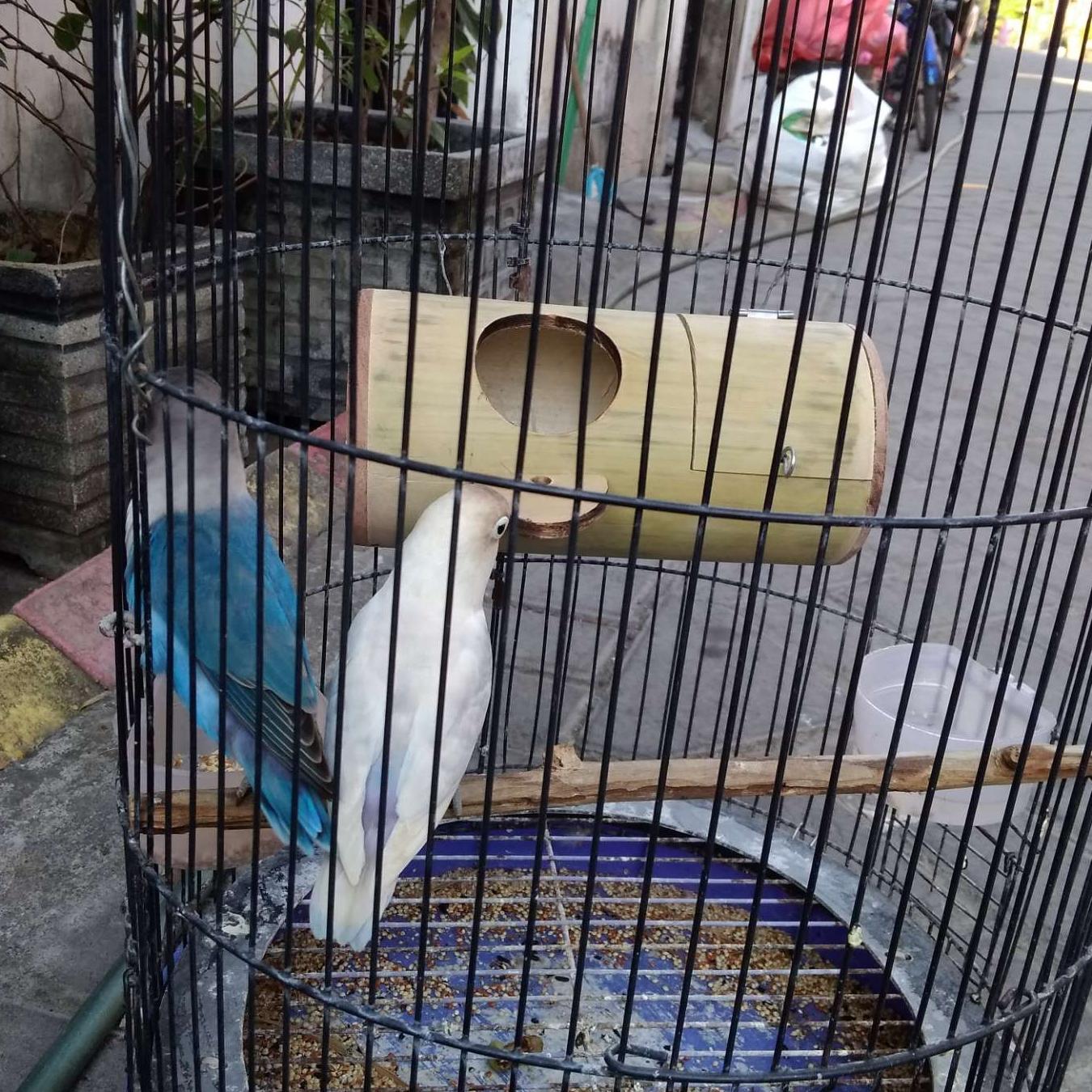 44++ Harga sangkar burung labet kapsul terbaru