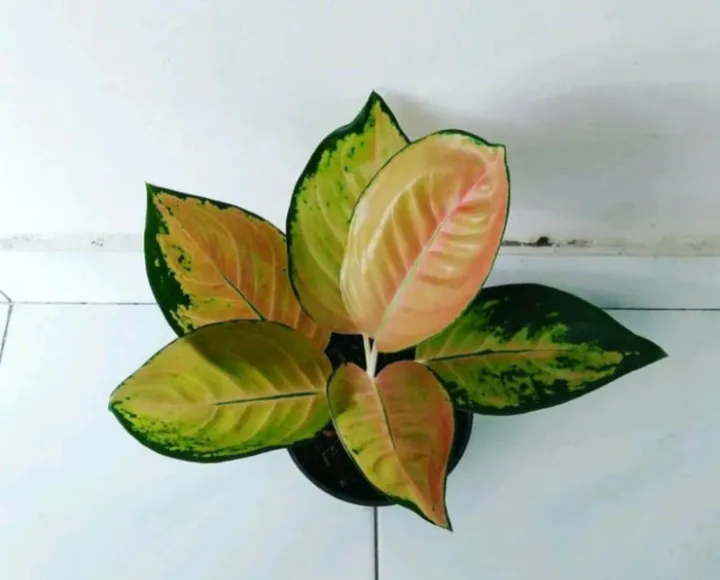 Jual Goldseeds Aglaonema Sultan Brunei Tanaman Hias Online April 2021 Blibli
