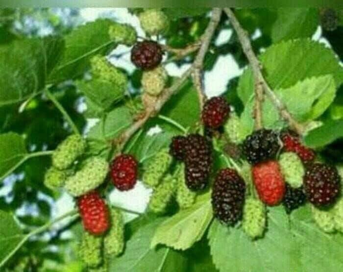 Bibit Buah Mulberry Murbey Siap Tanam