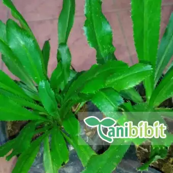 Bibit Tanaman Daun Walang Sangit Bahan Campuran Umpan Memancing