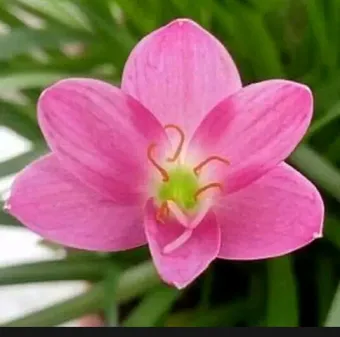 Tanaman Hias Bunga Lily Tanaman Hias Bunga Lily Pink Lazada Indonesia