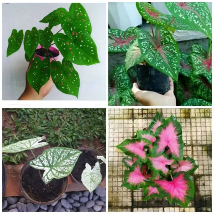 Paketan 4 Macam Jenis Tanaman Hias Keladi Lazada Indonesia