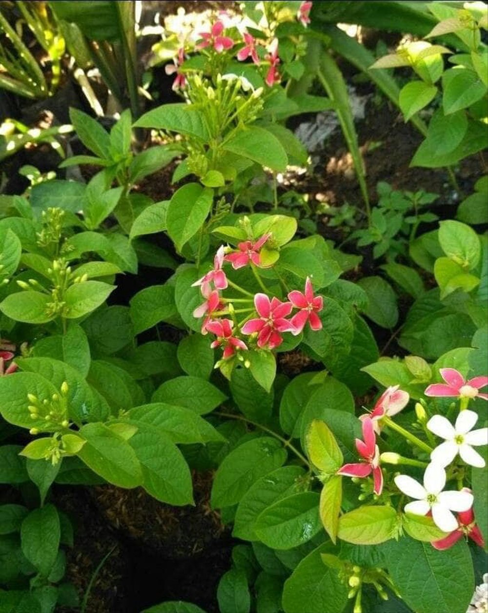 Melati Belanda Bibit Bunga Melati Tanaman Hias Lazada Indonesia