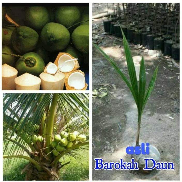 Bibit kelapa pandan wangi unggulan
