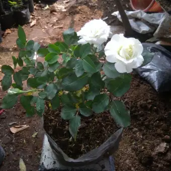 Tanaman Bunga Mawar Putih Bunga Mawar Tanaman Hias Bunga Hidup Lazada Indonesia