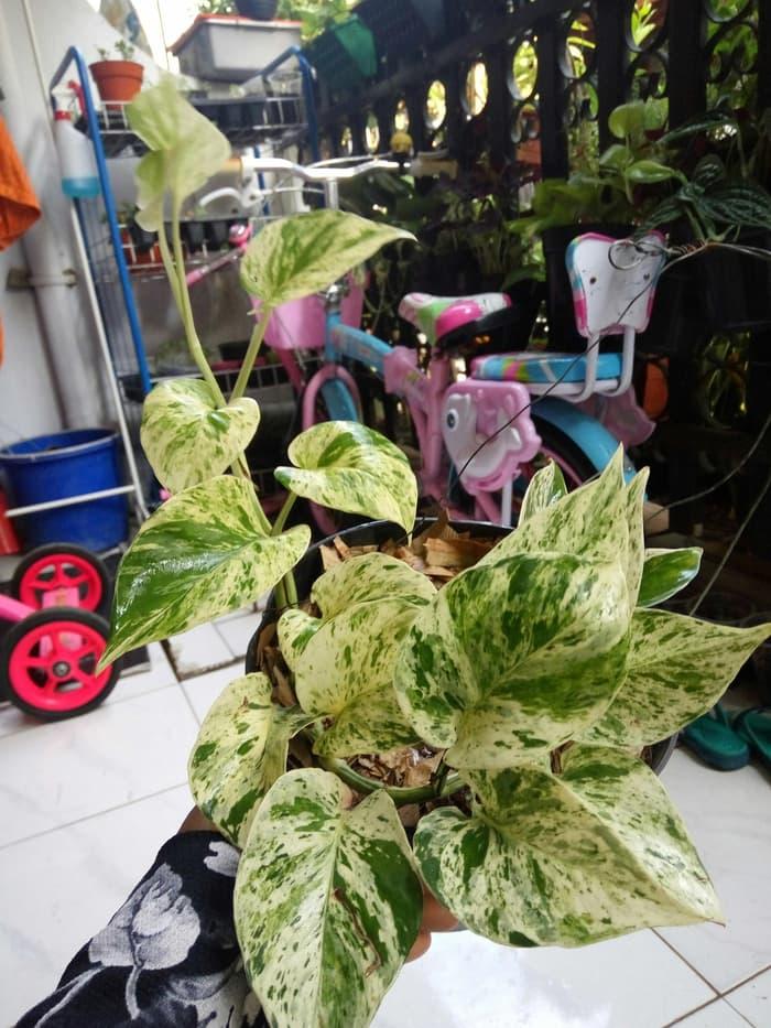 Benih Seed Biji Bibit Cabai Cabe Rawit Merah Bara Cap Panah Merah