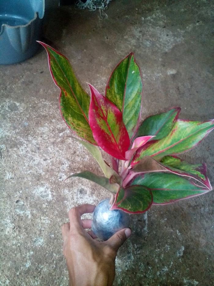 aglaonema lipstick pohon aglonema lipstik | Lazada Indonesia