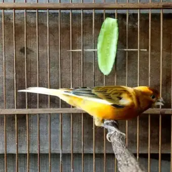 Burung Kenari F1 Membeli Jualan Online Makanan Burung Dengan