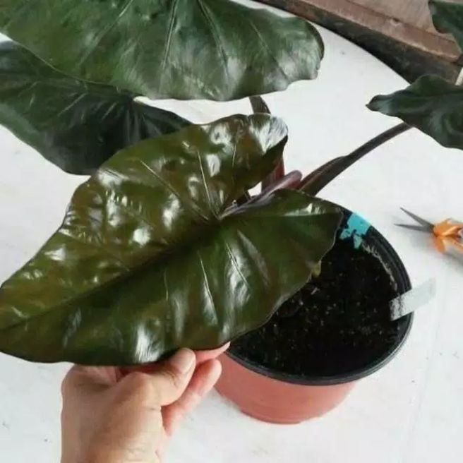 Pohon Hias Lompong Hitam Keladi Sente Hitam Lazada Indonesia