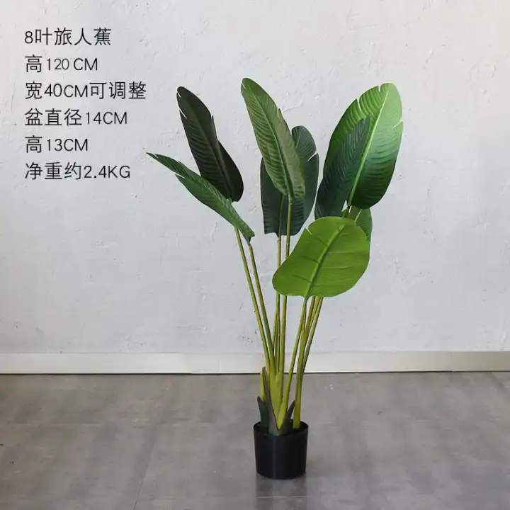 830 Gambar Burung Cendrawasih Di Pohon Terbaik