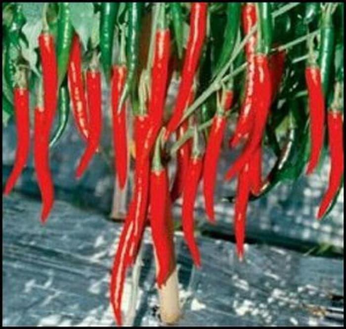 Benih Bibit Cabe Cabai Besar Hibrida F1 SANTA 32- 10gra PROMO