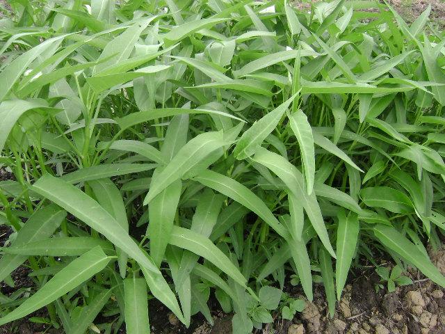 Amefurashi 150 Bibit / Benih Sayur Kangkung Darat Bisa Ditanam Di pot