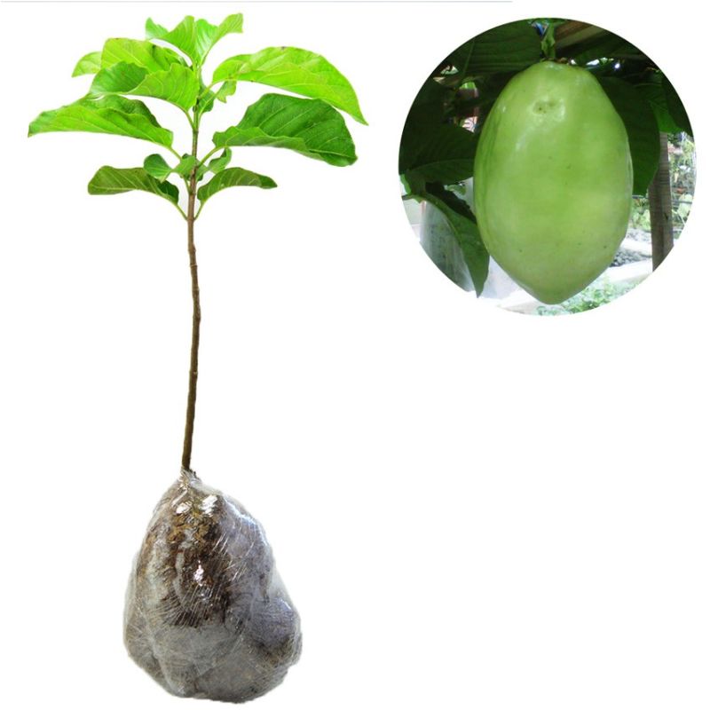Bibit Tanaman Buah Giant Markisa Markisa Besar Lazada Indonesia