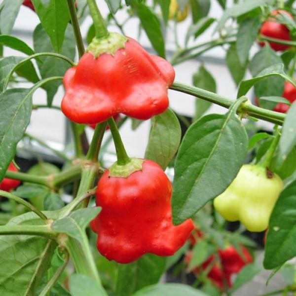 Amefurashi 10 Benih / Bibit / Seed Cabe Bishop Crown Pepper Cabe Unik Bentuk Mahkota