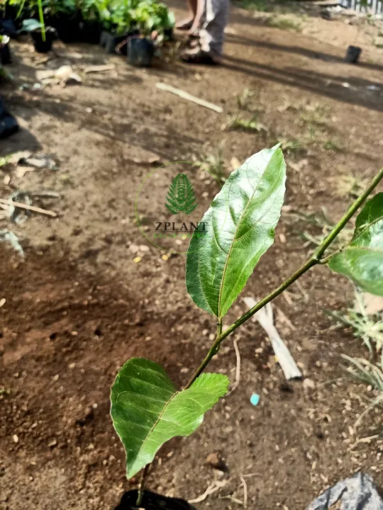 Bibit Pohon Markisa Ungu Markisa Manis Lazada Indonesia