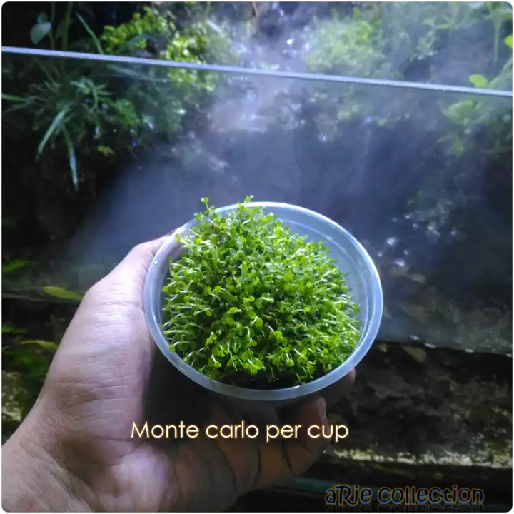 Monte Carlo Per Cup Tanaman Air Untuk Aquascape Aquarium Lazada