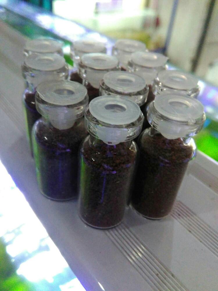 bibit carpet seed 3ml untuk aquascape dan akuarium