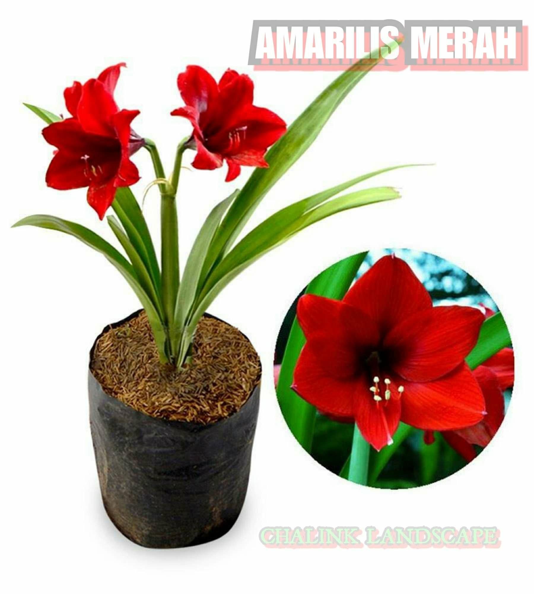 Bunga Amarilis Merah Tanaman Bunga Bakung Bunga Amarilis Lazada