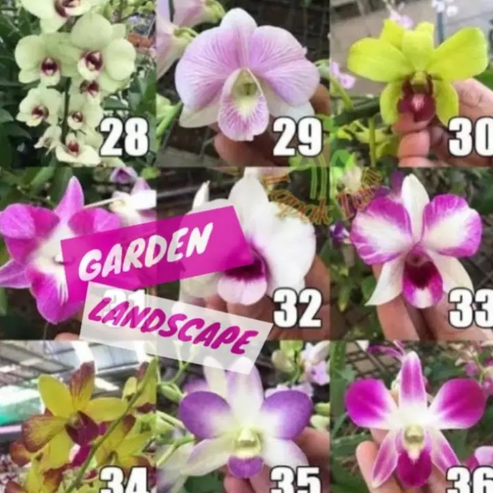 Paket 9 Tanaman Hias Bibit Anggrek Dendrobium Bunga Anggrek Aneka Wa Lazada Indonesia