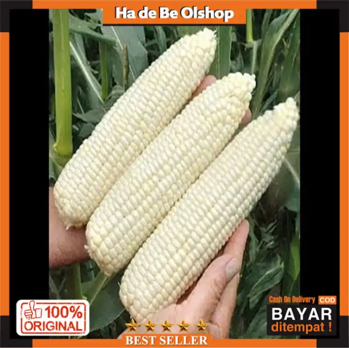 Bisa Bayar Di Tempat Benih Bibit Jagung Pulut Ketan Victoria F1 Bisi Repackhadea Lazada Indonesia Bisa Bayar Di Tempat Benih Bibit Jagung Pulut Ketan Victoria F1 Bisi Repackhadea Lazada Indonesia