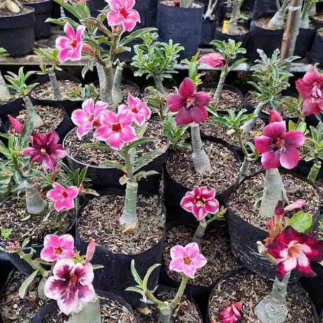 promo Tanaman Hias Adenium Bonsai 
