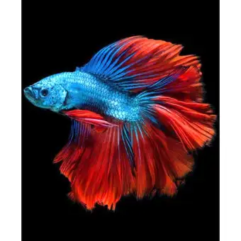 Ikan Cupang Halfmoon Biru Merah Maroon Ikan Hias Lazada Indonesia