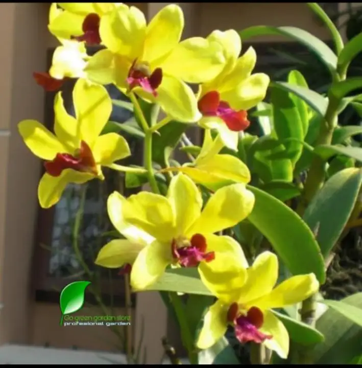 Dendrobium Mini Enobi Lazada Indonesia