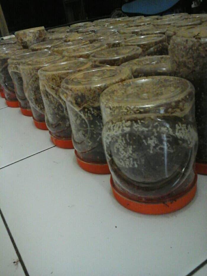 PROMO Bibit Kroto Super Untuk Ternak Kroto - YAmjOAoS
