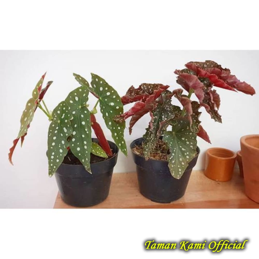 Jual maculata Terbaru   Lazada.co.id