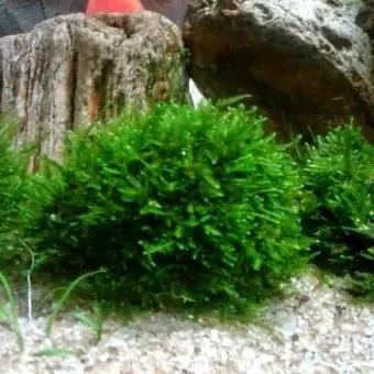 Batu Moss Tanaman Air Untuk Aquascape Aquarium Siap Pasang