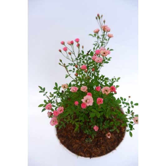 Rose H!Baby Shabetpoa Primaer2