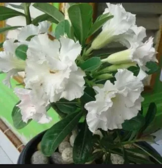 Bibit Tanaman Adenium Obesum Tanaman Hias Adenium Bunga Putih Tanaman Kamboja Jepang Lazada Indonesia