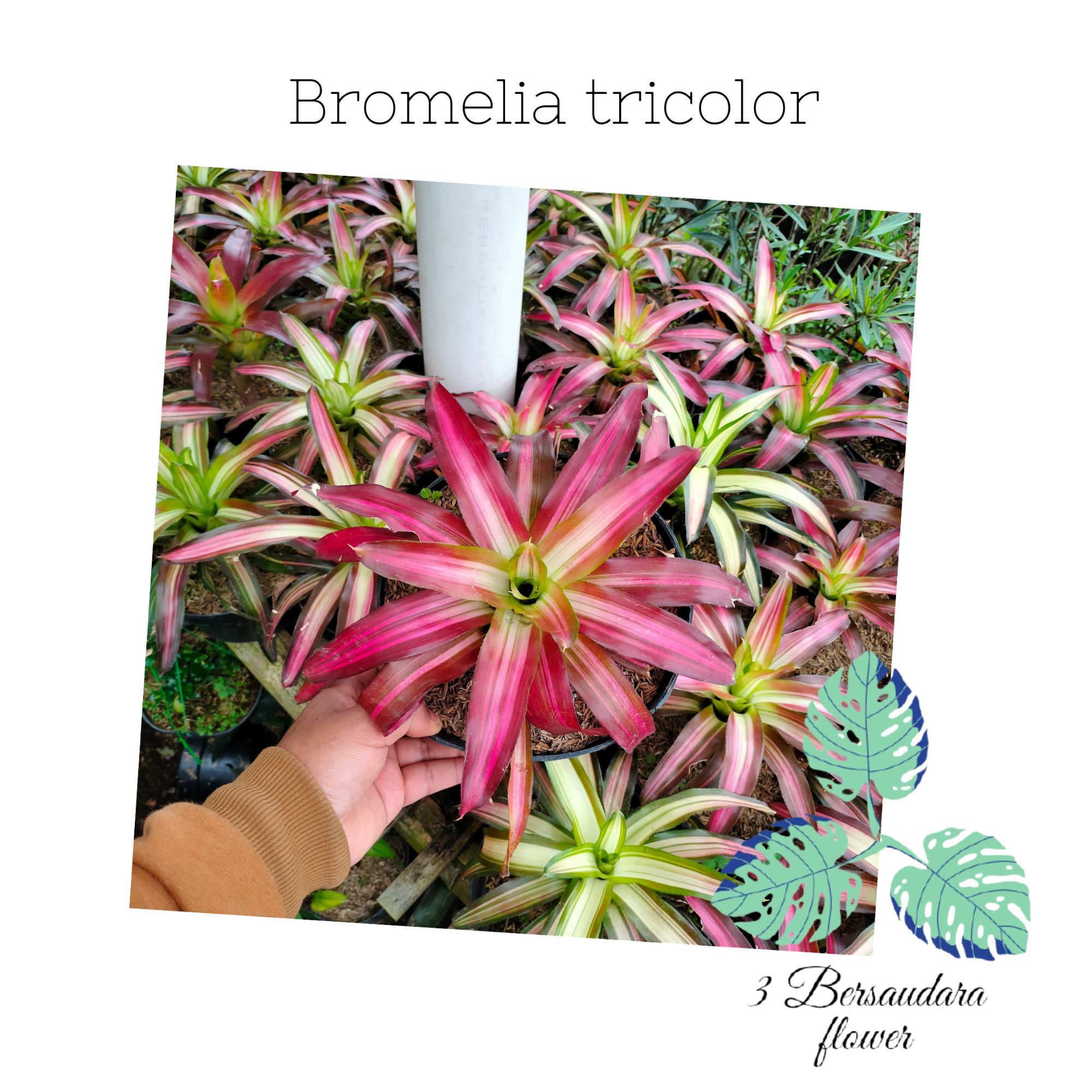 Tanaman hias bromelia tricolor | Lazada Indonesia