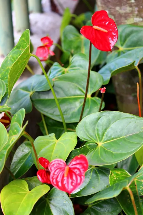 Pusat Jual Tanaman Hias Anthurium Bunga Antorium Bunga Cantik Lazada Indonesia