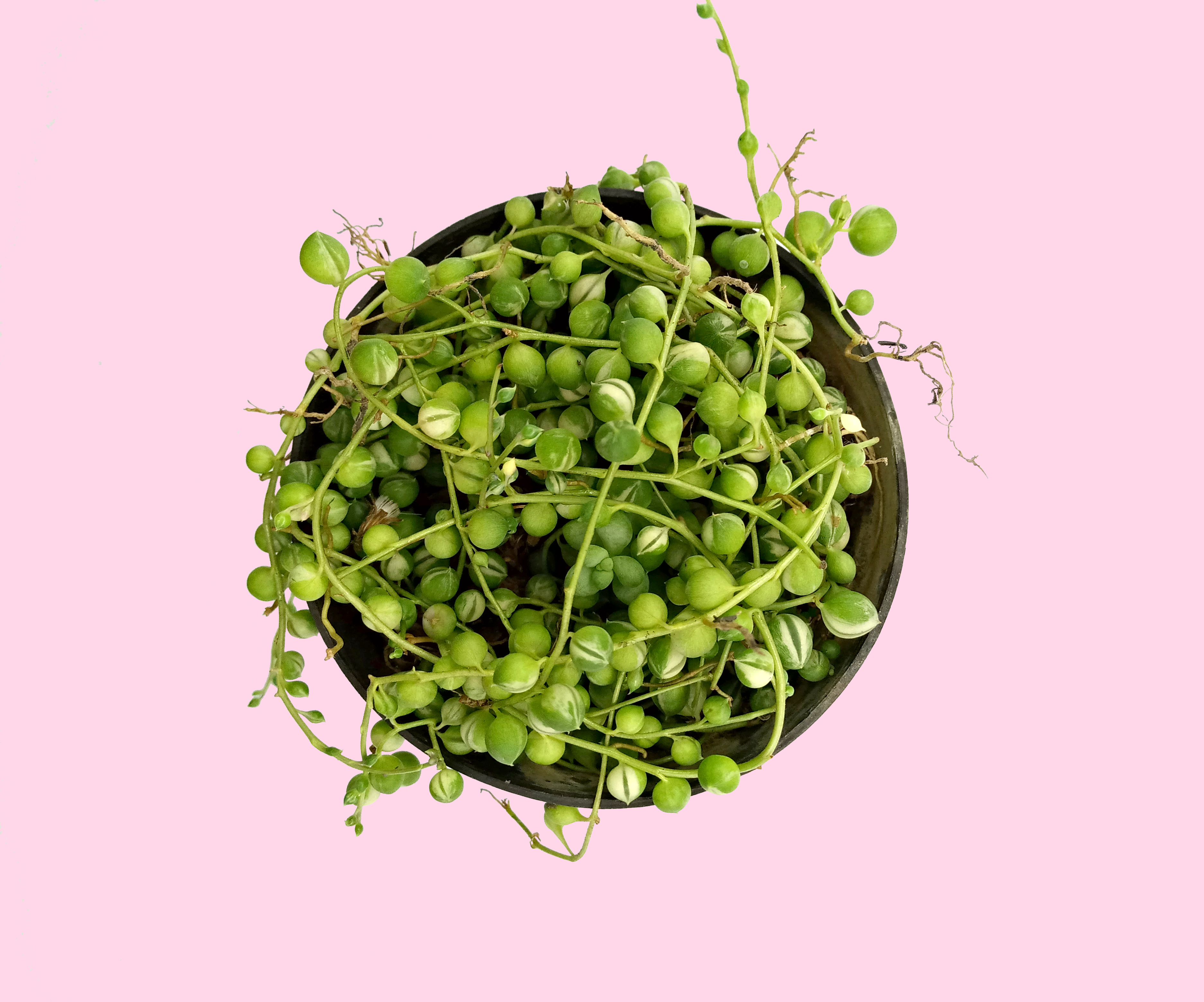 String of Pearl Variegata (Sukulen Tasbih) On Pot 10cm Lazada Indonesia