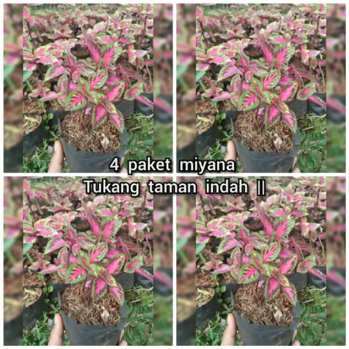 Promo 4 Paket Tanaman Hias Miyana Bibit Tanaman Miyana Pohon Hias Miyana Pot Bunga Hias Murah Lazada Indonesia