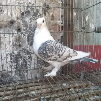 Merpati Hias Santinet Cof Satinette Lazada Indonesia