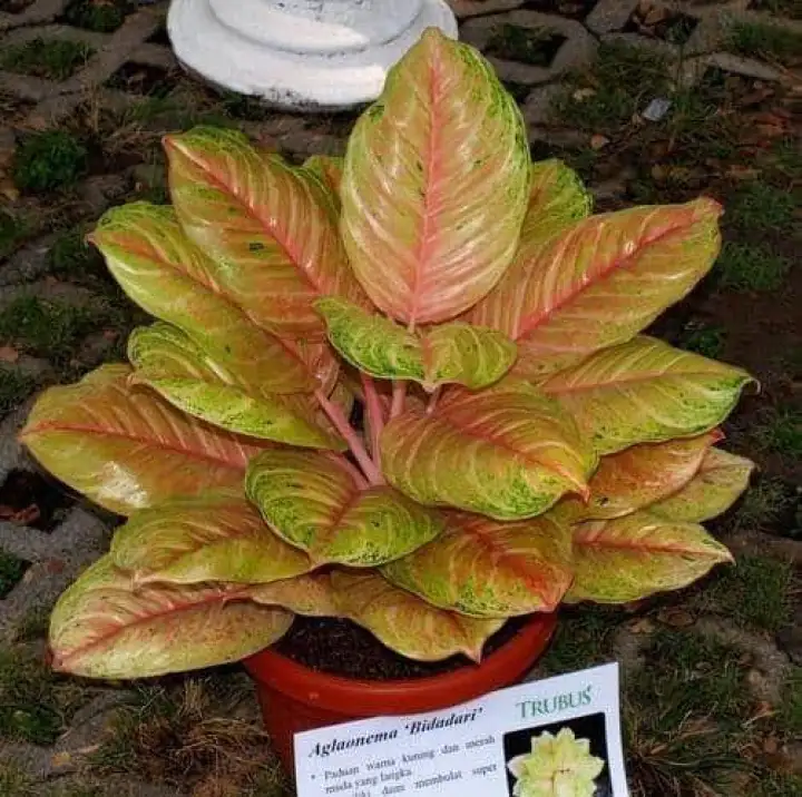 tanaman aglonema, sarae.id