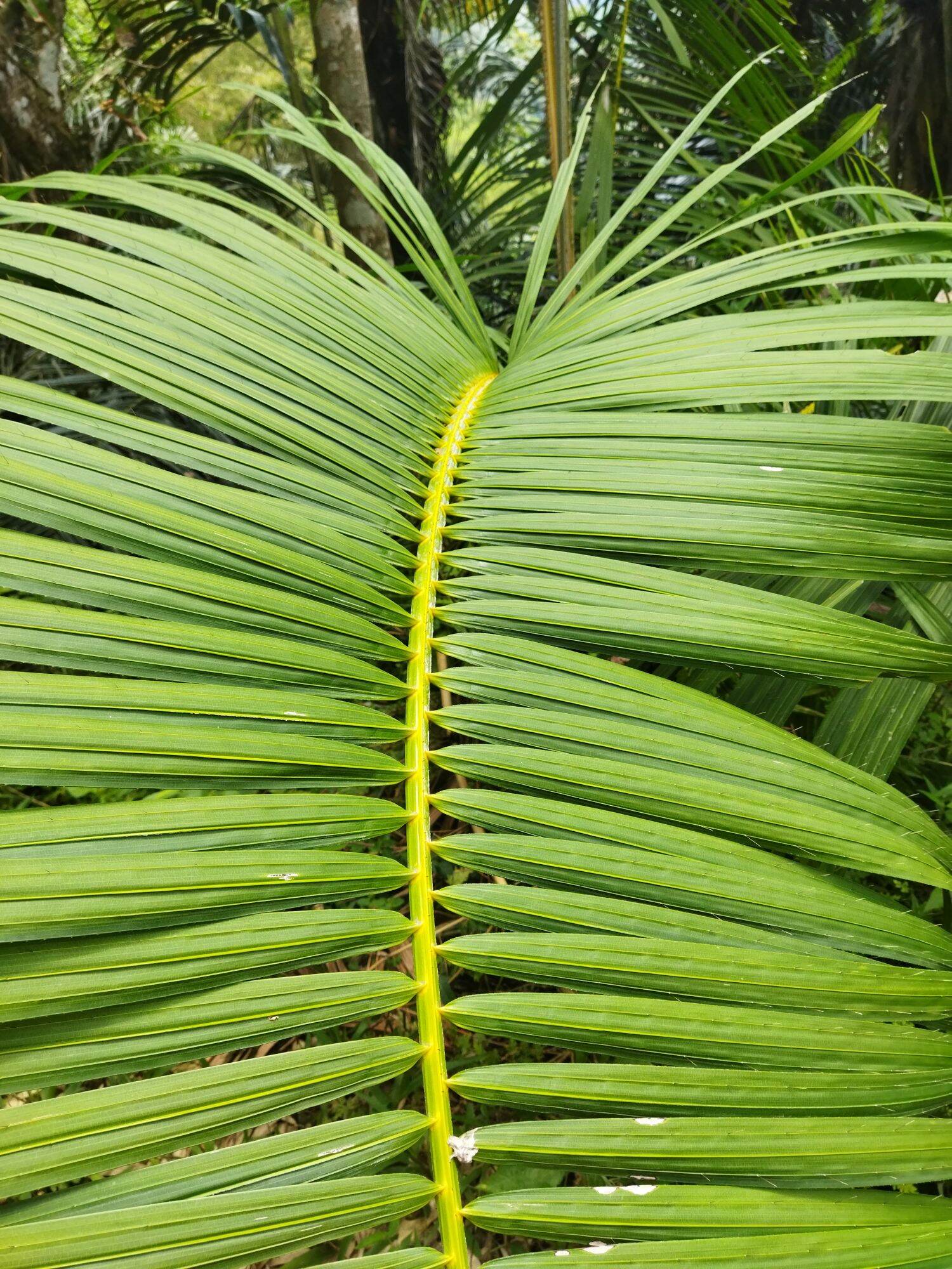 Pohon Rotan Besar