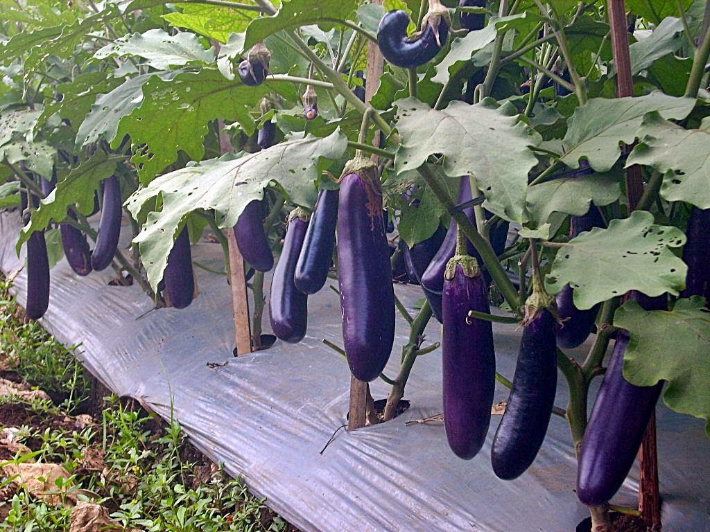 Amefurashi 50 Bibit Benih Sayur Terong Ungu Eggplant Seed Grow Your Own Vegetable