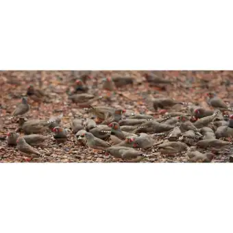 Burung Pipit Emprit Zebra Finch Sepasang Lazada Indonesia