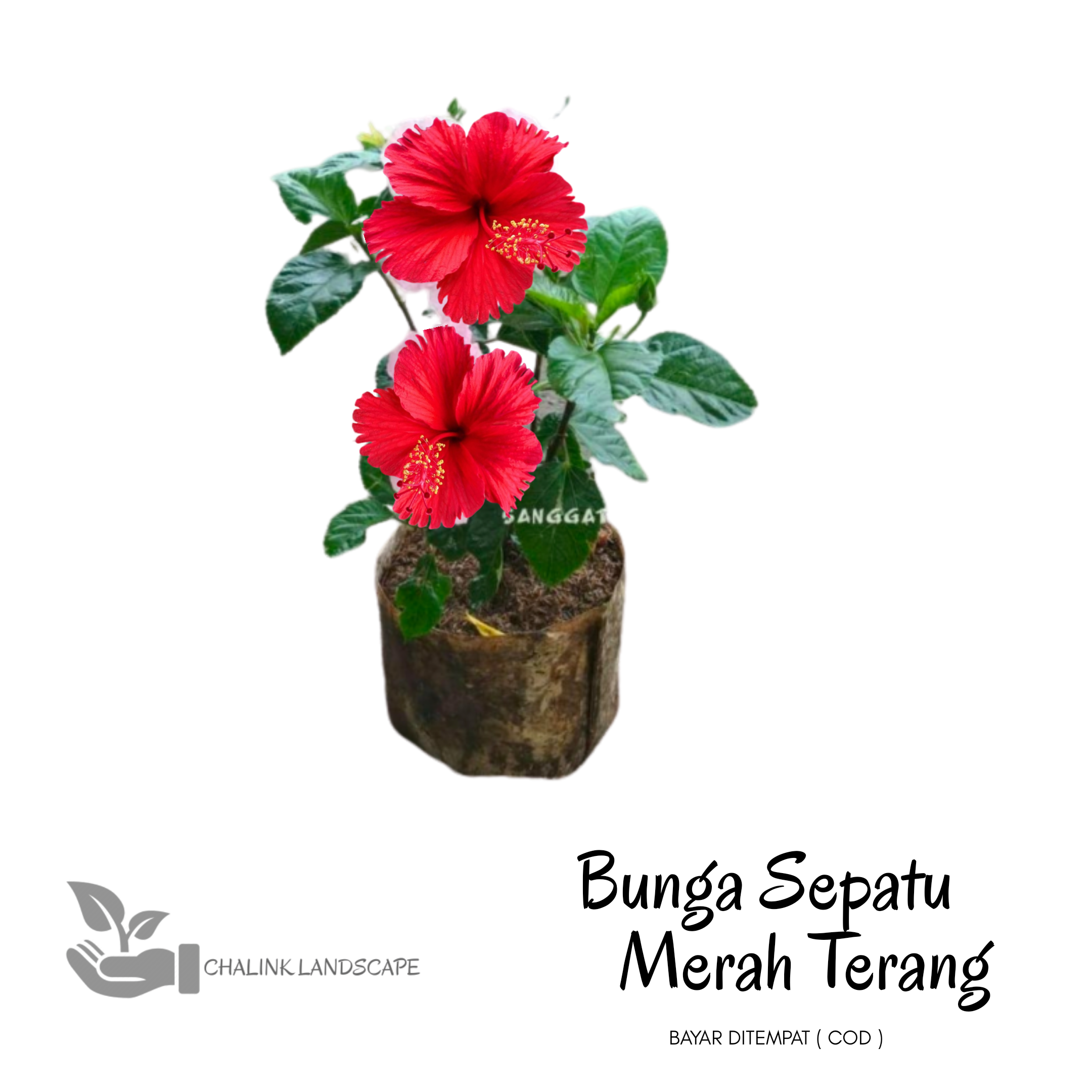 Tanaman Hias Bunga Sepatu Merah Habiscus Bunga Sepatu Pohon Sepatu Bunga Tanaman Hias Bunga Tanaman Hias Bunga Hidup Lazada Indonesia