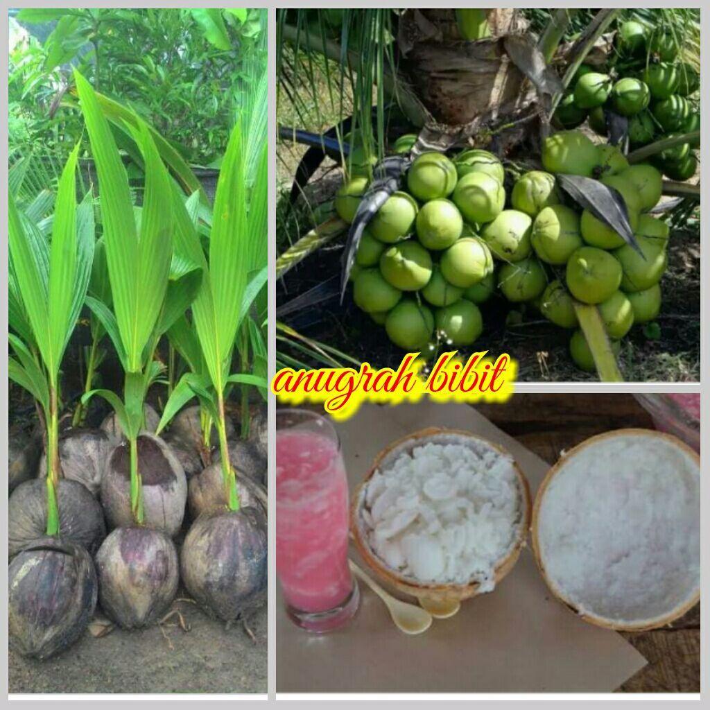 Bibit kelapa kopyor
