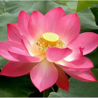 3 Biji Benih Bunga Teratai Pink Lotus Bunga Hias Kolam Mudah
