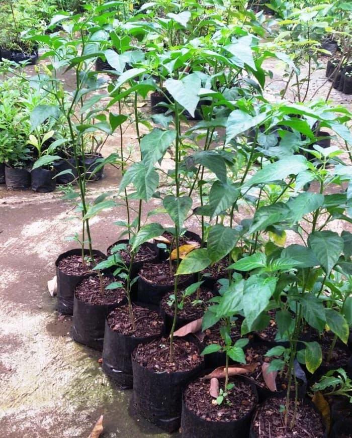 TERLARIS Bibit tanaman Cabe rawit putih besar - mcWHbMPg