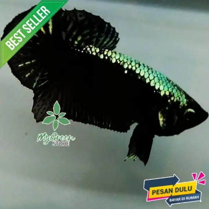 Ikan Cupang Hias Ikan Cupang Black Samurai Jantan Lazada Indonesia