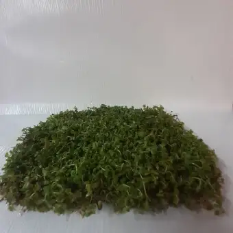 Monte Carlo Carpet Tanaman Aquascape Uk 10cmx15cm Lazada Indonesia