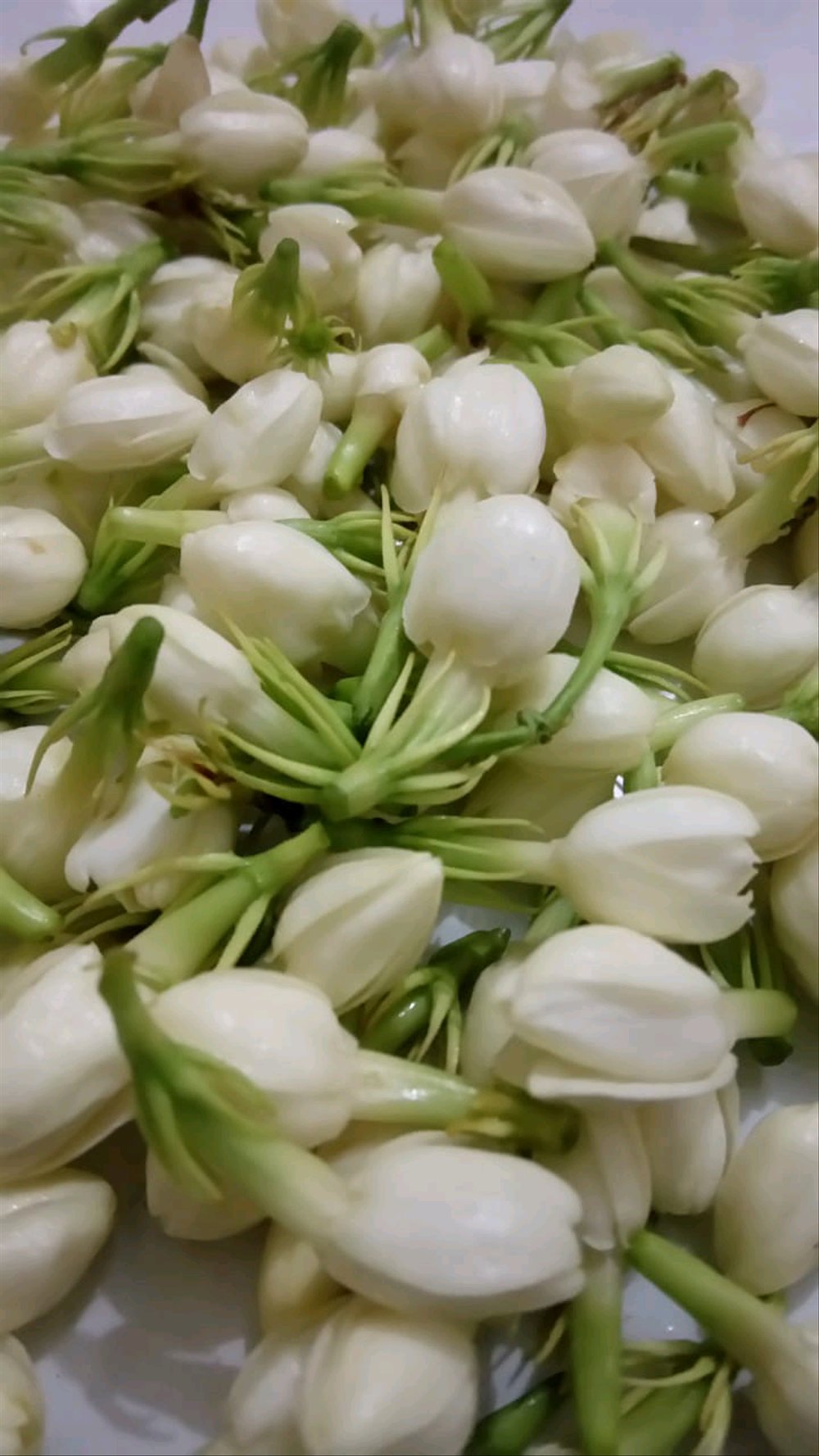 Bunga Melati Segar Asli Bm01 Lazada Indonesia