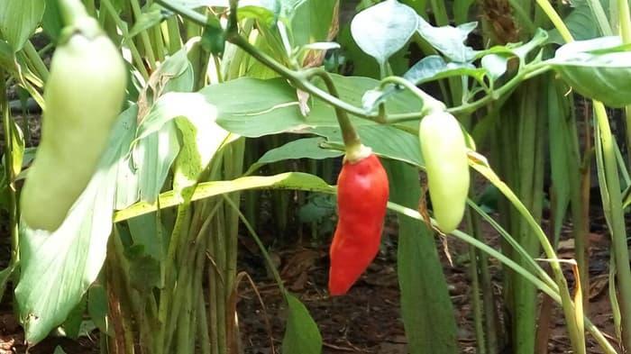 Bibit Tanaman Cabai Rawit Merah Cabe Rawit Setan